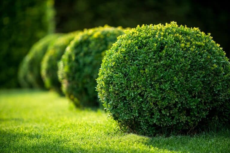 buxus