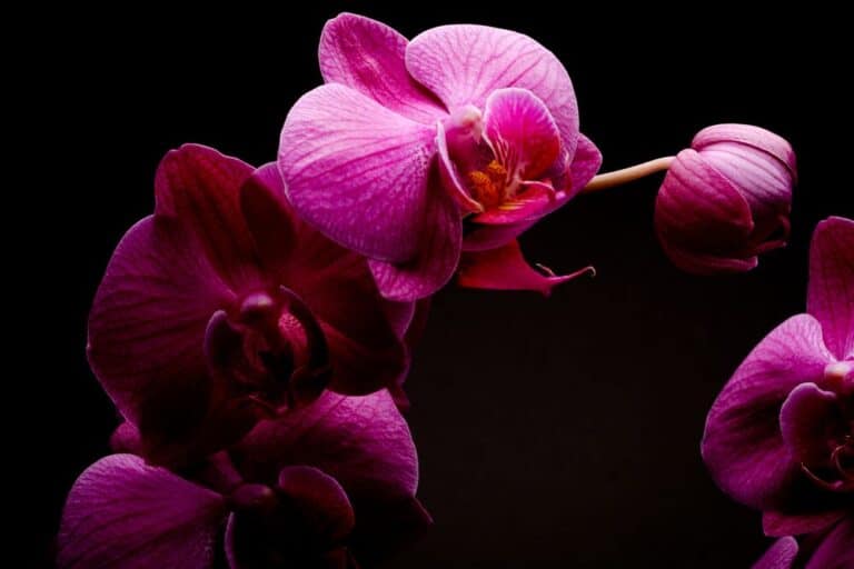 orchidej1