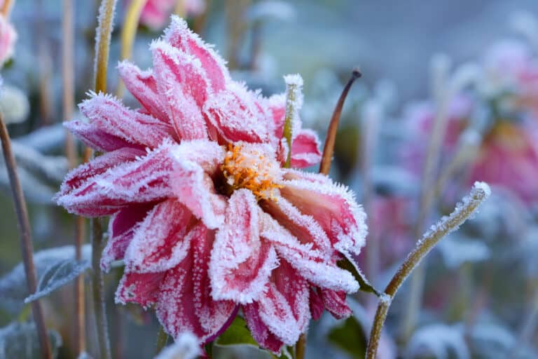 Blumen 286